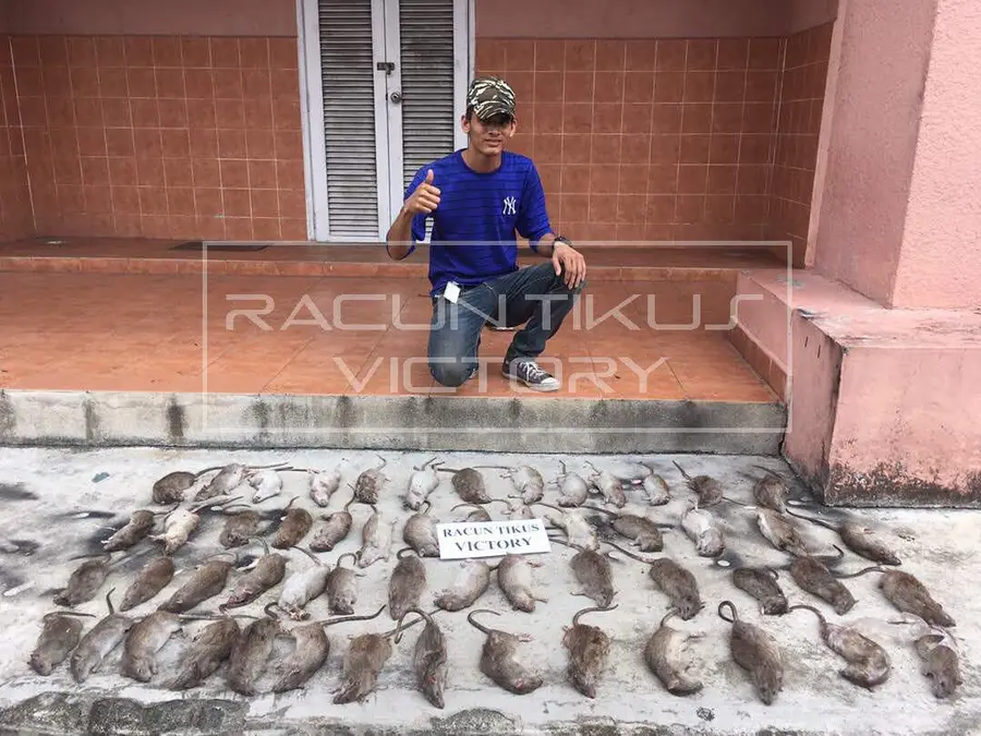 Testimoni pelanggan RTV 1: tikus mati selepas guna RTV
