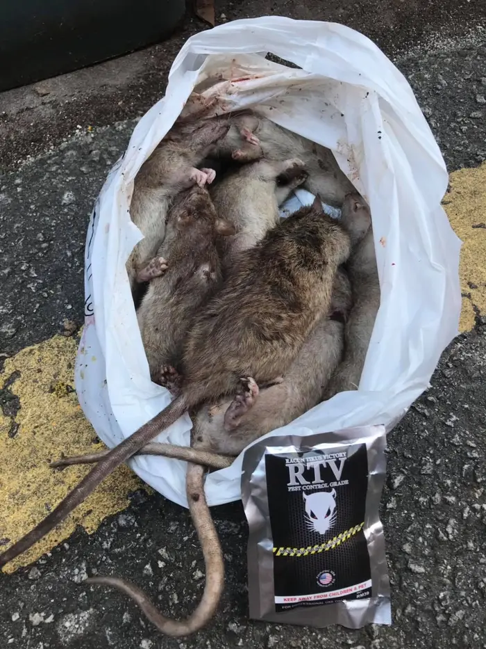 Testimoni pelanggan RTV 2: tikus mati selepas guna RTV