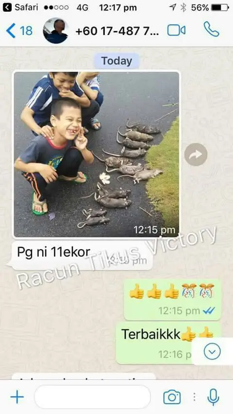Testimoni pelanggan RTV 4: tikus mati selepas guna RTV