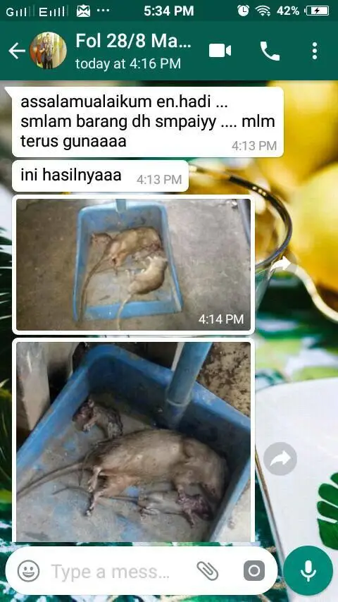 Testimoni pelanggan RTV 6: tikus mati selepas guna RTV