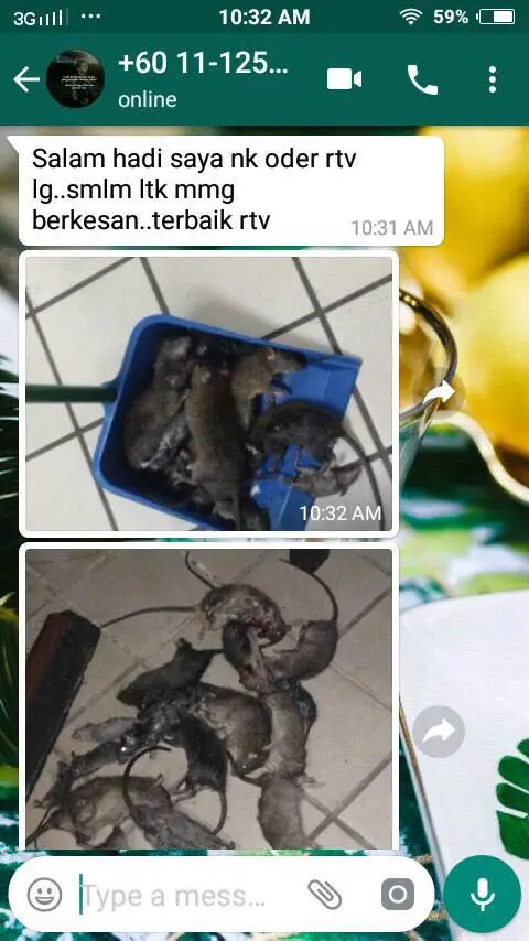 Testimoni pelanggan RTV 8: tikus mati selepas guna RTV